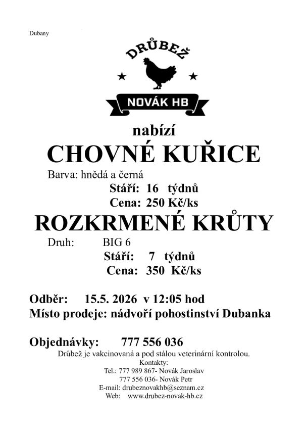 🐔 Prodej chovných kuřic a krůt v Dubanech